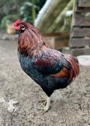Koguty Araucana bezogoniasta