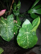 Syngonium zroślicha Panda cięty szczyt 