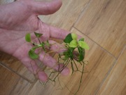 Anubias nana petite / barterii pakiet 12 szt.