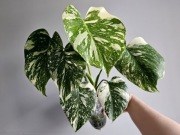 Monstera Thai Mutation w hydroponice piękne wybarwienie 