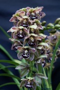 Storczyk Cymbidium Vogel's Magic 