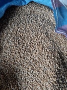 Pszenica 25kg dla kur gołębi czyszczona 