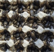 DUBIA 2-3CM 200 SZTUK + POKARM + HYDROŻEL! KARACZAN ARGENTYŃSKI DUBIA 2-3CM