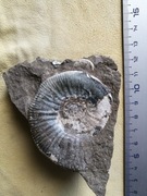 Amonit jura Gnaszyn Polska