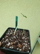 Kolokazja/colocasia Pink China