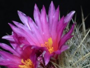 Kaktus Thelocactus macdowellii , ponad 20-letni okaz. Przepiękne kwiaty !!!