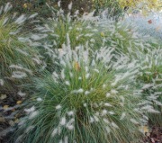 Rozplenica kosmata- sadzonka