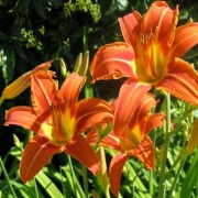 Liliowiec rdzawy wieloletni - sadzonka