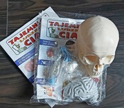 Tajemnice ludzkiego ciała - czaszka, kostek, szkielet