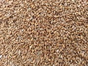 Pszenica Workowana 25kg