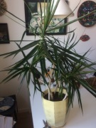 dracena w kamionkowej doniczce