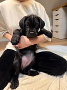 Cane Corso - Szczeniaki