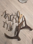 Poroża Łosia i Parostki Kozłów 