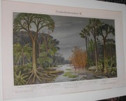 Skamieliny  oryginalna XIX w. grafika do aranżacji wnętrza