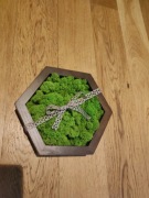 Prezent! Ramka z mchem chrobotkiem.