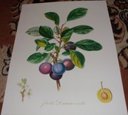 Owoce   reprint XIX w. grafik do aranżacji wnętrza