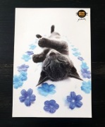 Pocztówka kot rosyjski niebieski - kotek - hana deka [2]