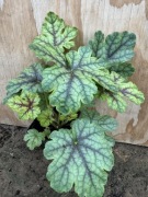 Żurawka gęsta sadzonka P9