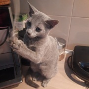 Kotka rosyjska niebieska, rosyjski niebieski do odbioru, rodowód FPL