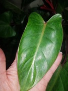 Philodendron filodendron Painted lady cięty szczyt  