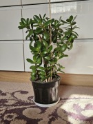 Geubosz jajowaty Crassula ovata 42cm drzewko szczęścia zielona roślina duża