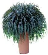 Vertigo  trawa - Rozplenica słoniowa 1,5L