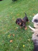 Jamnik szorstkowłosy standardowy