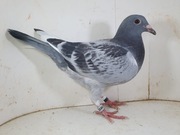 Młody po Oryg. Wulhorst Linia Harry x Floor Vervoort 