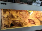 Sprzedam terrarium dla agamy brodatej. 