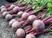 Burak Wodan F1 5g - Nasiona Holenderskie