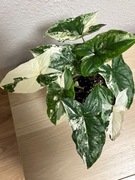 Syngonium Emerald Gem Albo Variegata  - don. 12 cm