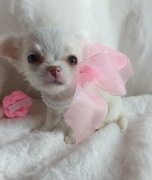 Chihuahua  Xs suczka  dziewczynka dlugowlosa wstępna rezerwacja