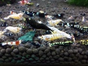 Krewetki Caridina MIX - poselekcyjne