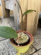 Hoya Hoja lambii red