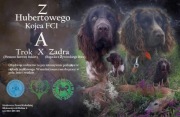 Polski Spaniel Myśliwski