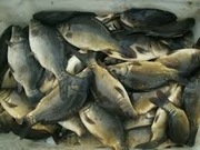 Sprzedam kroczek karpia 