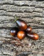 BLACK KEYES  Pomidor Kolekcjonerski 