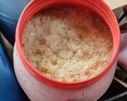 Kapusta kiszona naturalnie