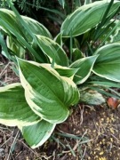 Hosta, funkia duża sadzonka 