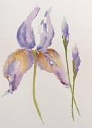 Oryginalna akwarela Irys a4