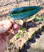 Cięta hoya onychoides