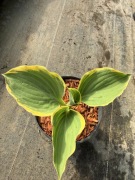 Hosta funkia Liberty