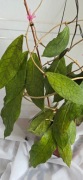 Hoya Clemensiorum k2 szczytowa 