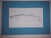 Kartka z życzeniami dla wędkarza, ryba -szczupak.