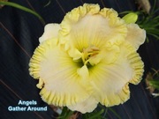 Liliowiec Angels Gather Around