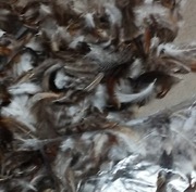 Piórka naturalne ozdobne do dekoracji. 30g