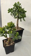 Grubosz Crassula arborescens Hulk sadzonka 13 cm