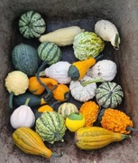 Dynia ozdobna mała i większa.