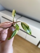 Philodendron Strawberry Shake