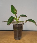 Philodendron sadzonka + gratisy